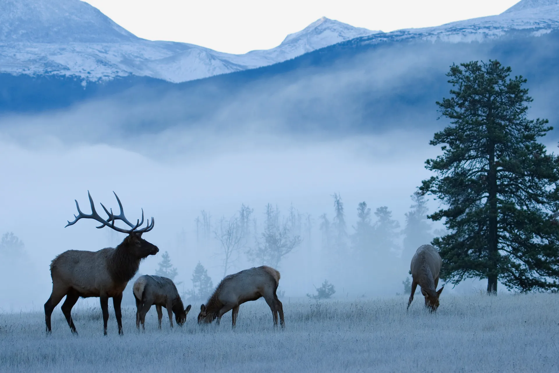 Elk in misty mountains